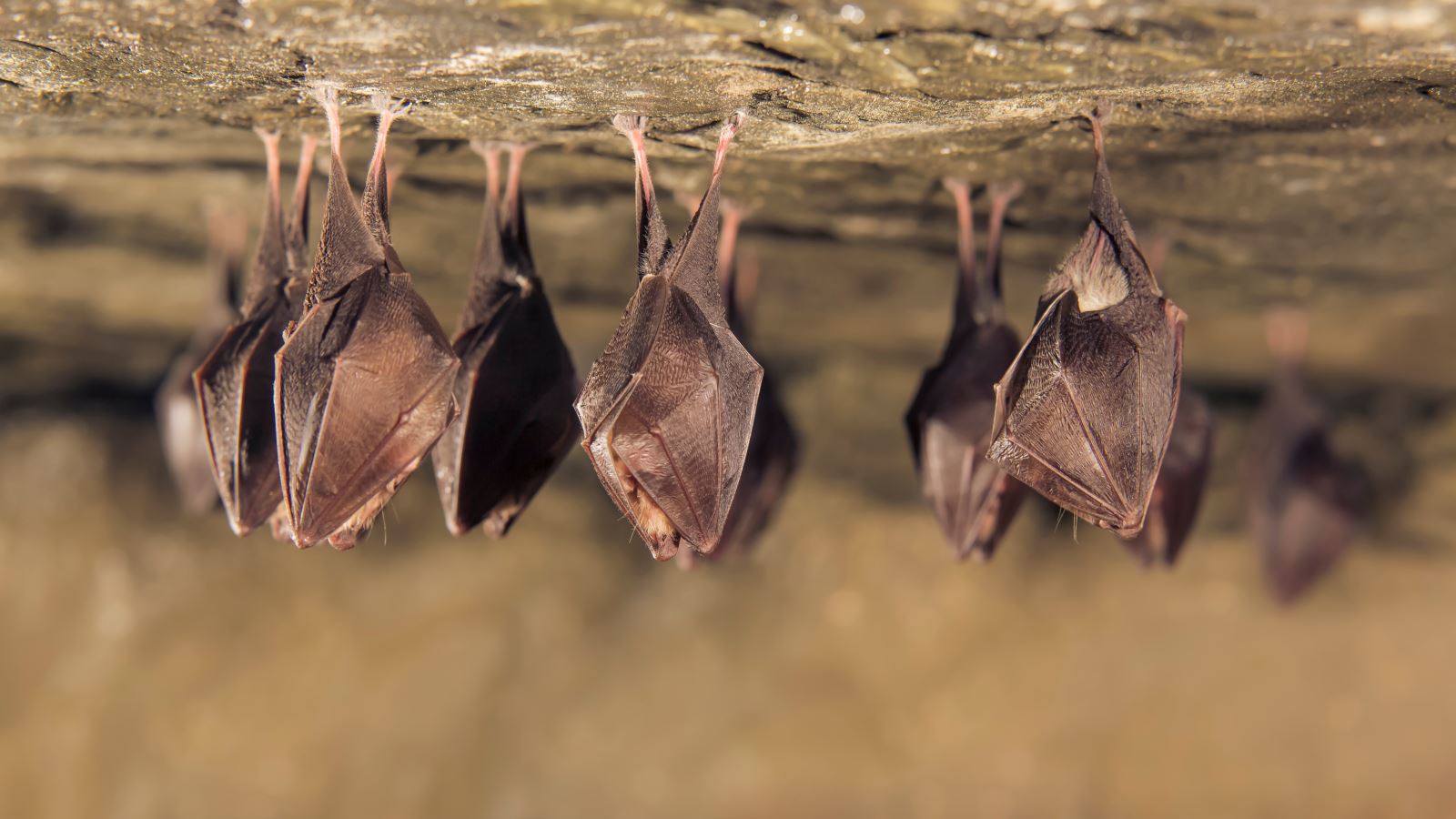 Bats