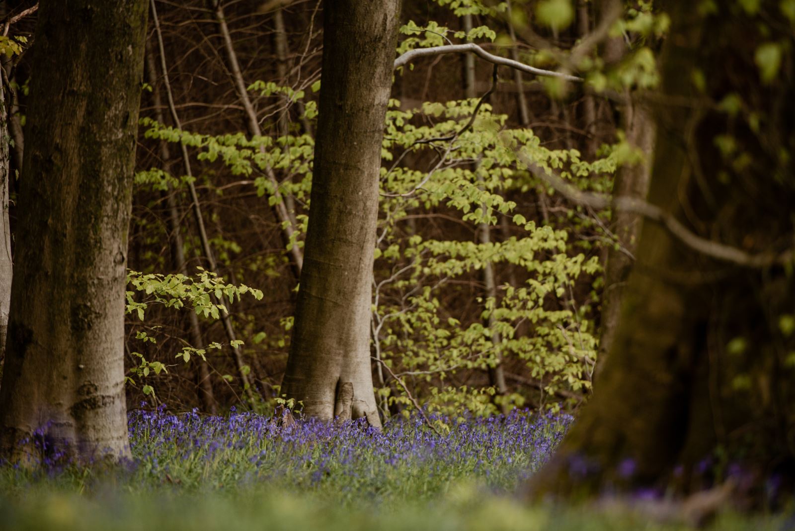 Wentwood Forest (Callum Baker for Southern Wales)