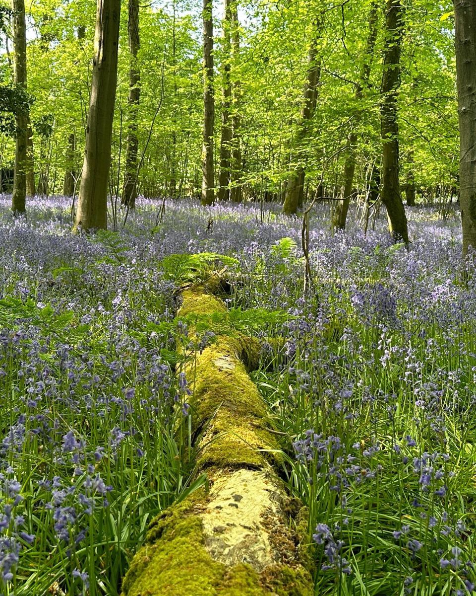 @carolineafzal Fedw Wood Bluebells